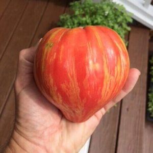 Tomate Long tall Sally