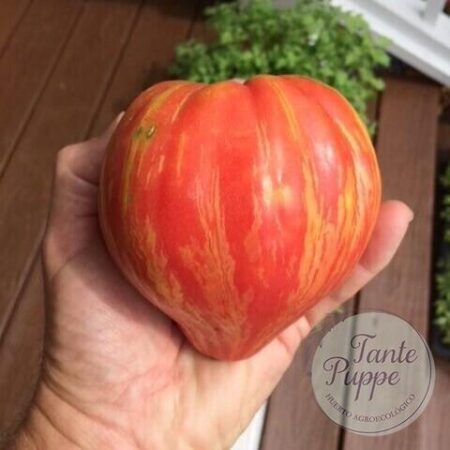 Tomate Long tall Sally