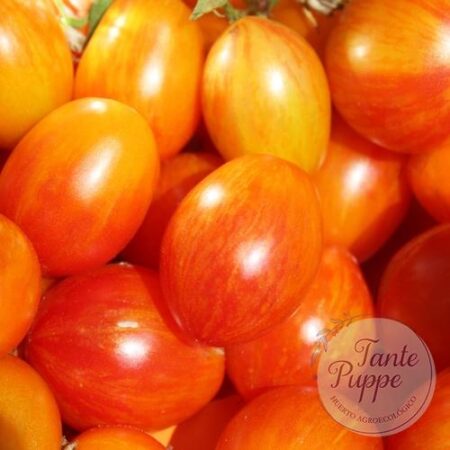 Tomate Lufichoise