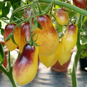 Tomate Marchenengel