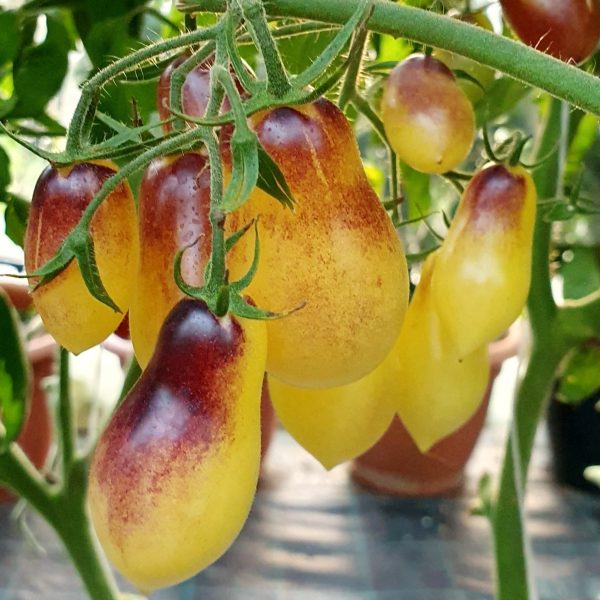 Tomate Marchenengel