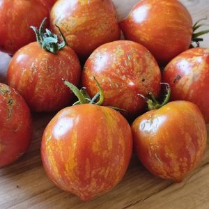 Tomate Maria Koller