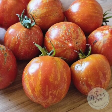 Tomate Maria Koller