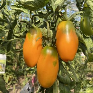 Tomate Midas naranjo
