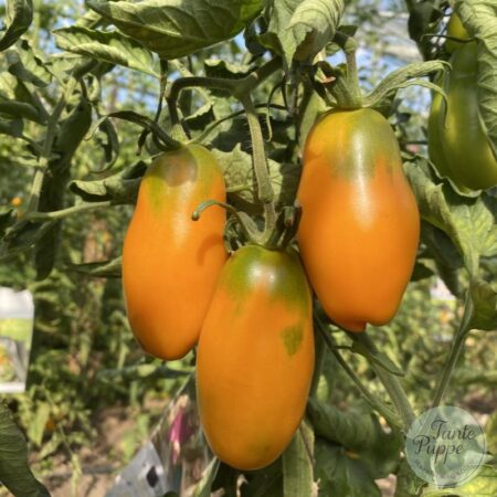 Tomate Midas naranjo