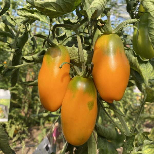 Tomate Midas naranjo