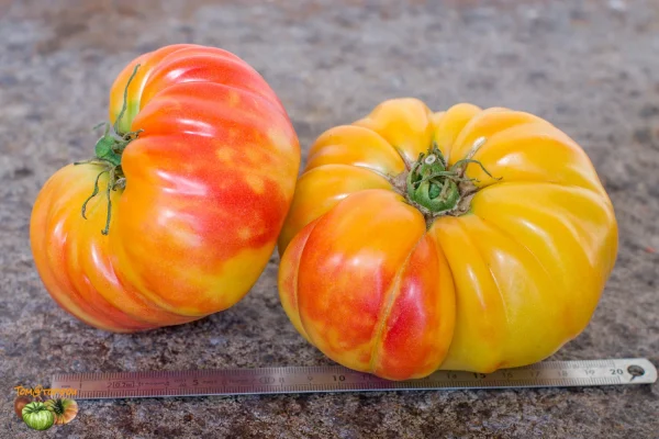 Tomate Natural riddle