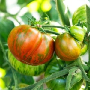 Tomate Natures zebra