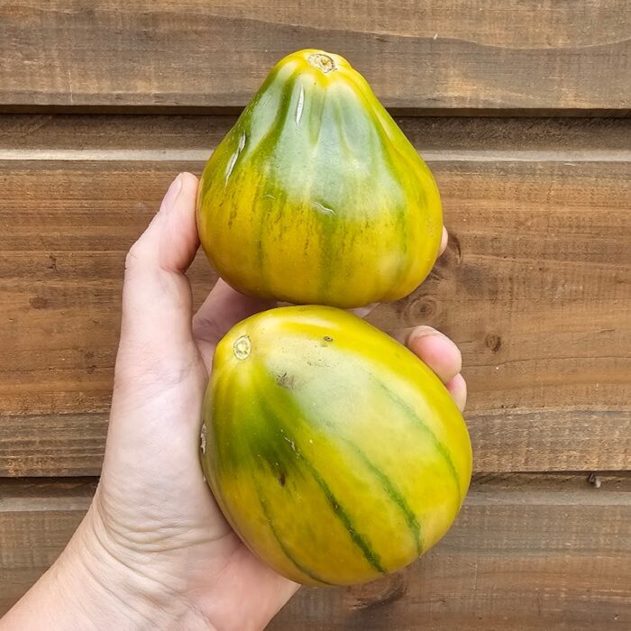 t ochia pear t ochia pear