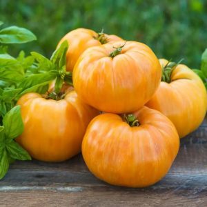 Tomate Orange jazz