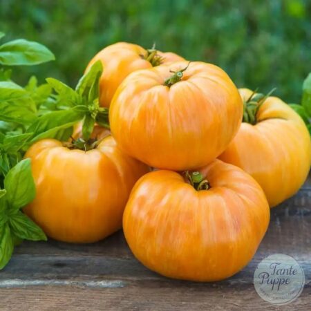 Tomate Orange jazz