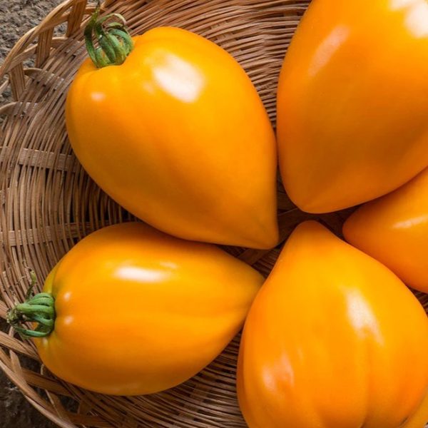 Tomate Orange strawberry