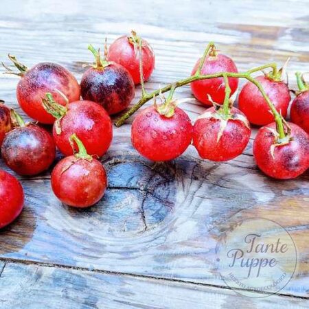 Tomate Painted pink