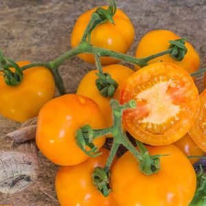 Tomate Petit anana