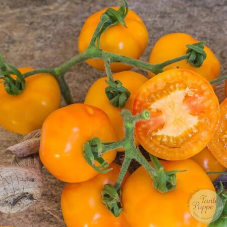 Tomate Petit anana