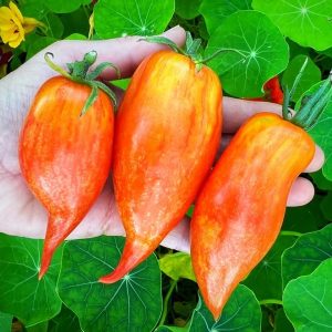 Tomate Pink flamingo