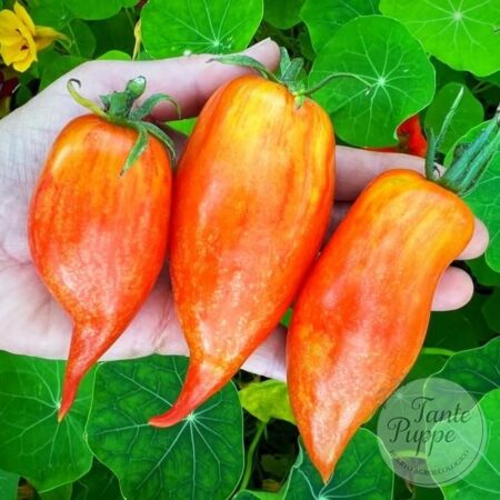 Tomate Pink flamingo