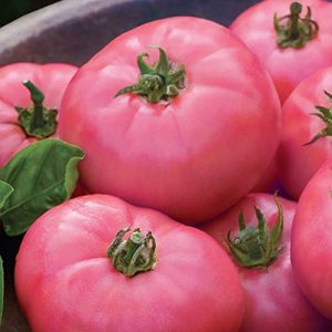Tomate Pink ponderosa