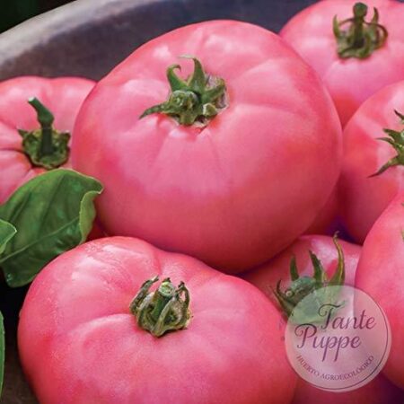 Tomate Pink ponderosa.