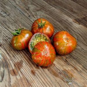 Tomate Pit viper