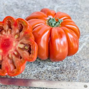 Tomate Pleated carnelian