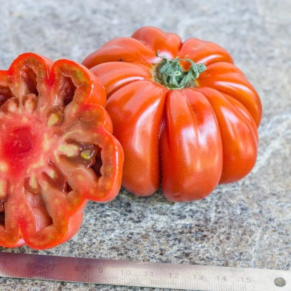 Tomate Pleated carnelian