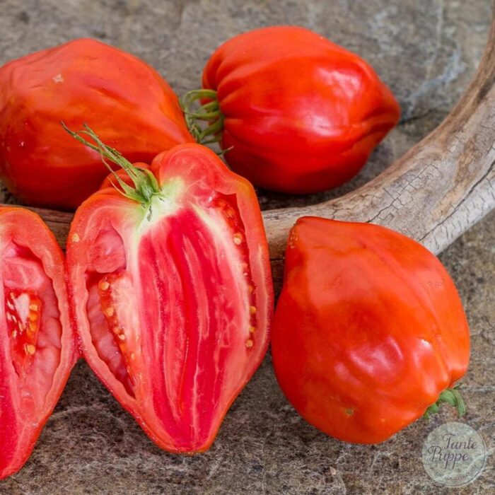 t pomodoro cuore ant t pomodoro cuore ant