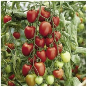 Tomate Porter