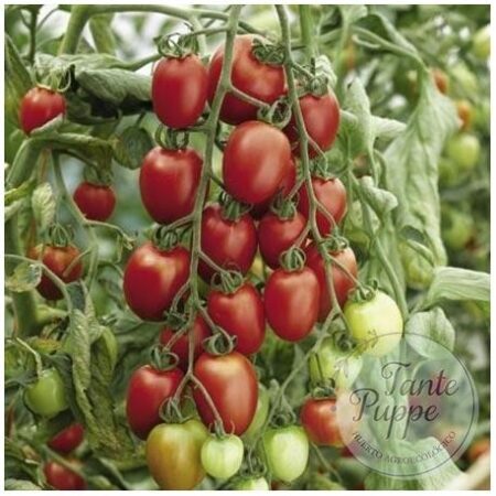 Tomate Porter