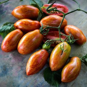 Tomate Prairie fire