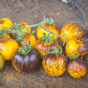 Tomate Primary colors