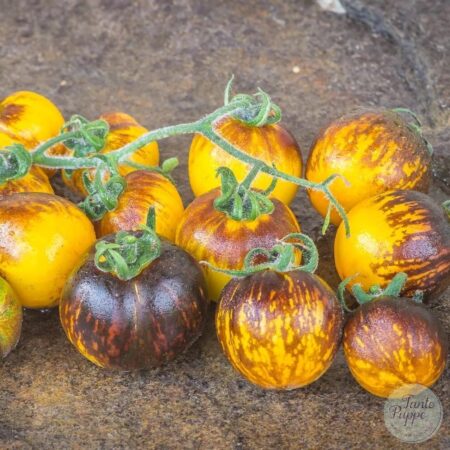 Tomate Primary colors