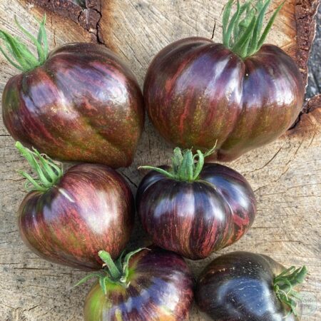Tomate Rebel starfighter nose