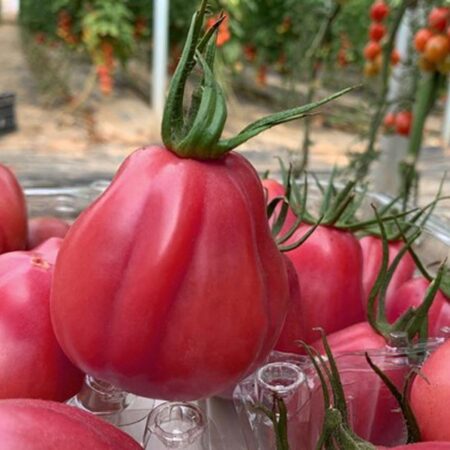 Tomate Renas turban