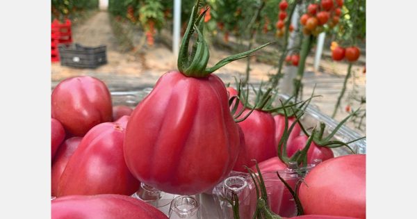 Tomate Renas turban