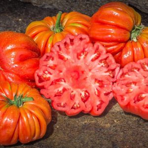 Tomate Riccio di parma