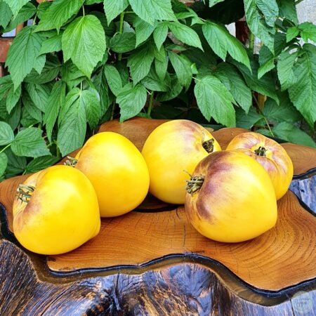 Tomate Sargento pimienta yellow