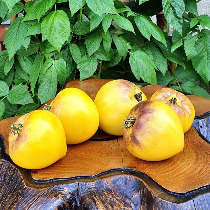 t sgto pimienta yellow