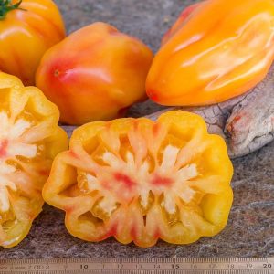 Tomate Tulip yellow