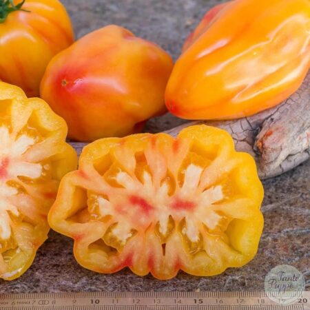 Tomate Tulip yellow