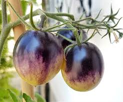 Tomate White purple