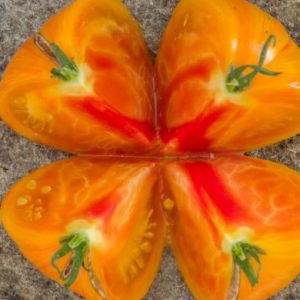 Tomate Yellow solar flare