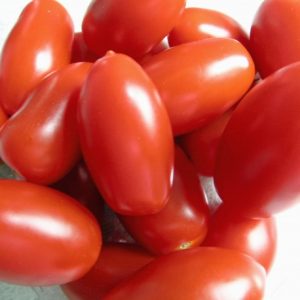 Tomate Zima long