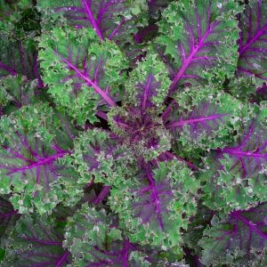 Kale Scarlet