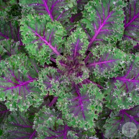 Kale Scarlet.
