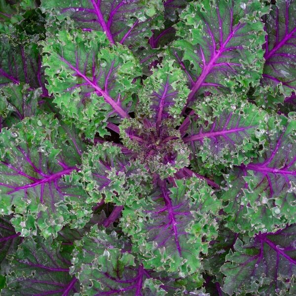 Kale Scarlet