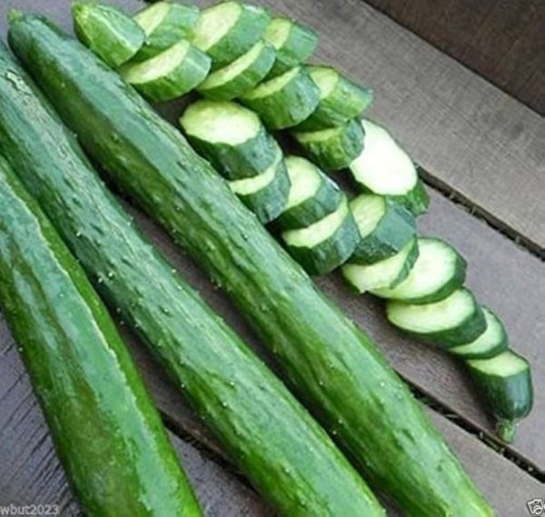 Pepino Japanesse Yard long