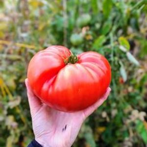 Tomate Rosado antiguo
