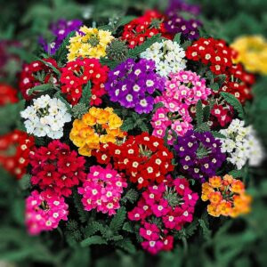 Verbena mix
