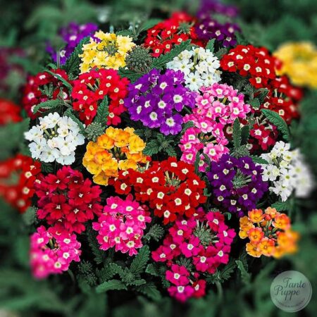 Verbena mix